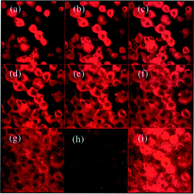 Figure 11.