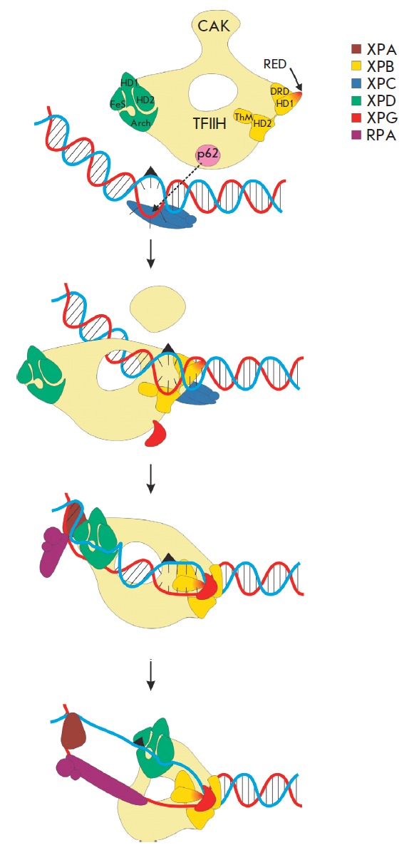 Fig. 2