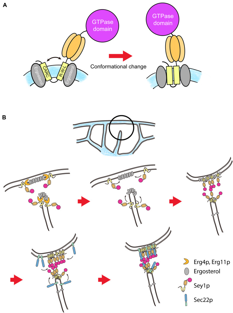 FIGURE 3