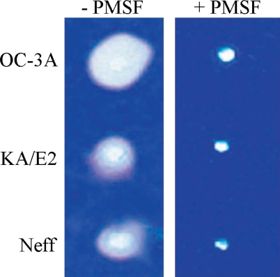 Fig. 7