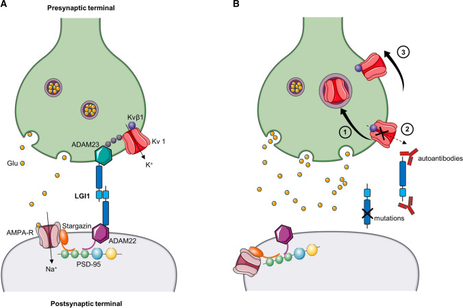 The LGI1 protein: molecular structure, physiological functions and ...