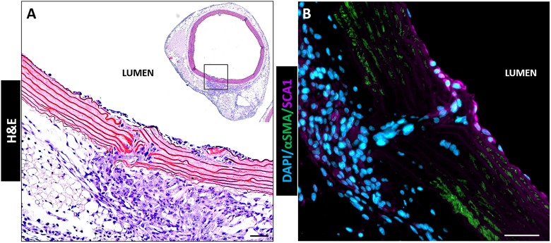 Fig. 8.