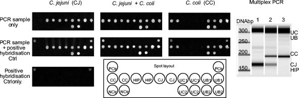 FIG. 2.