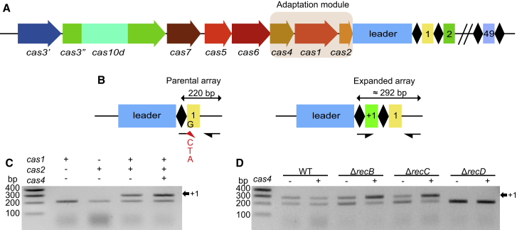 Figure 1