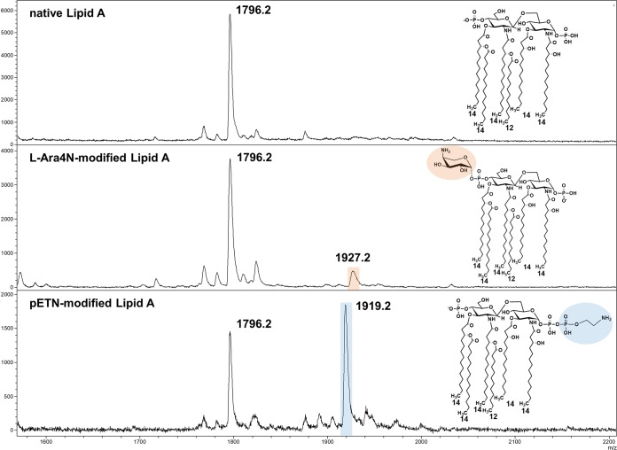 FIG 1