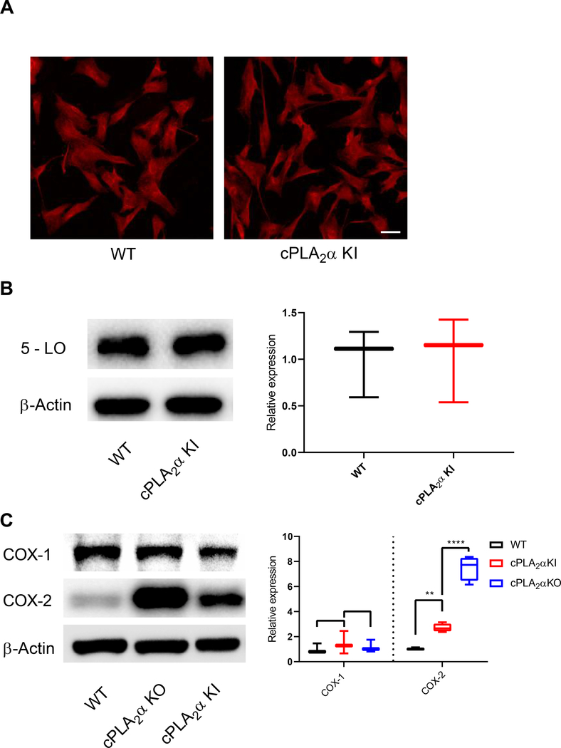 Fig. 10.