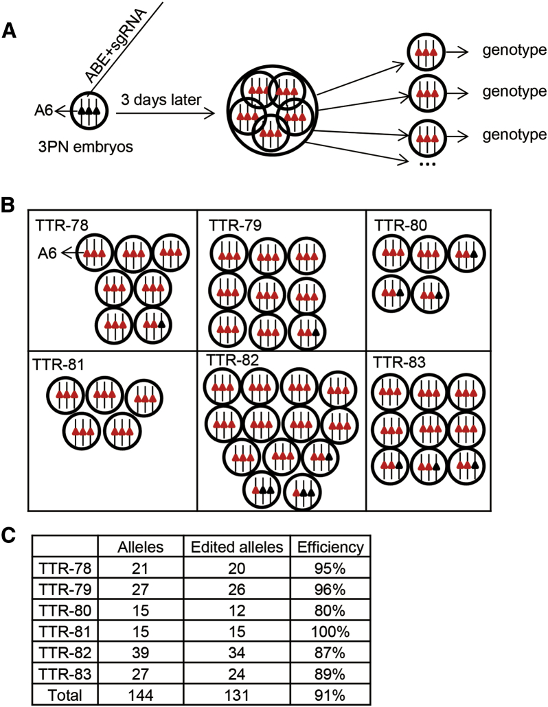 Figure 3