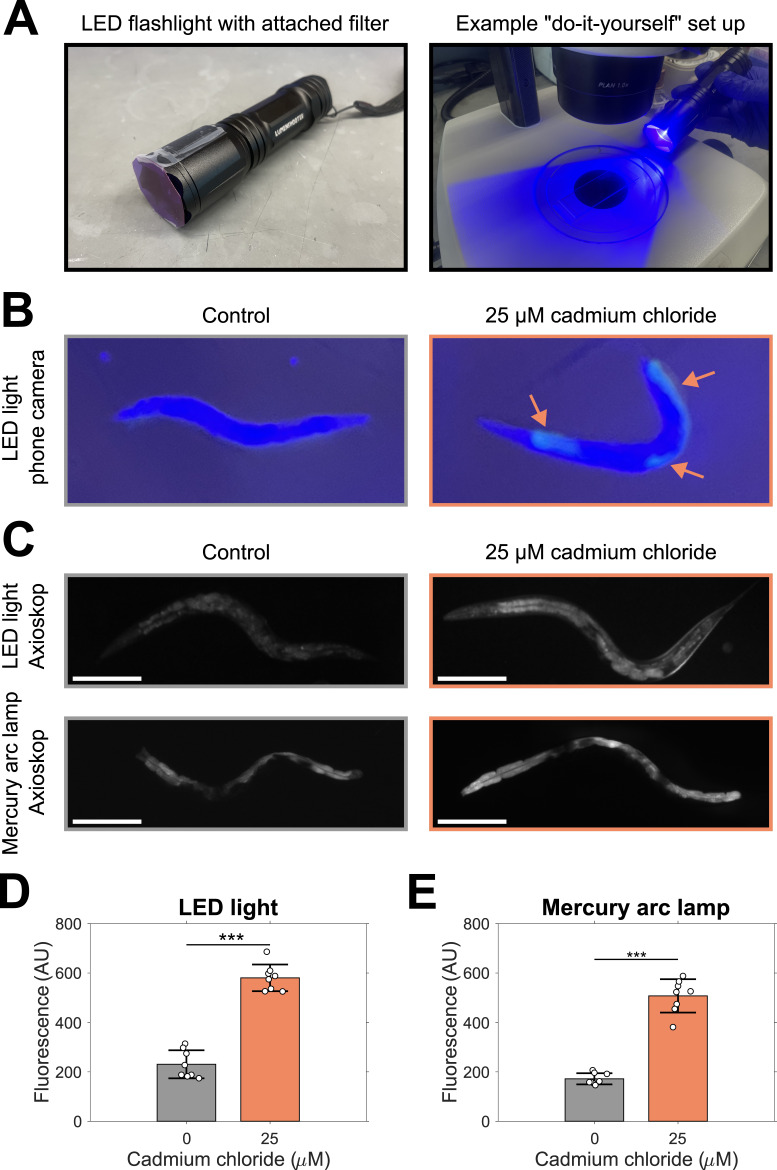 
Figure 1.
Increased fluorescence in CL2122 worms after exposure to cadmium
