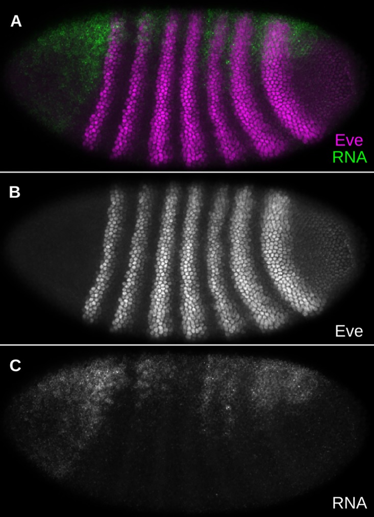 Fig 7