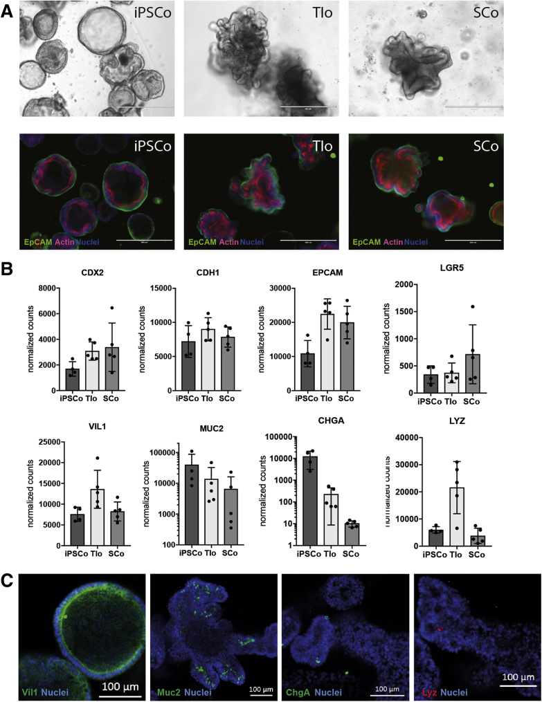 Figure 1