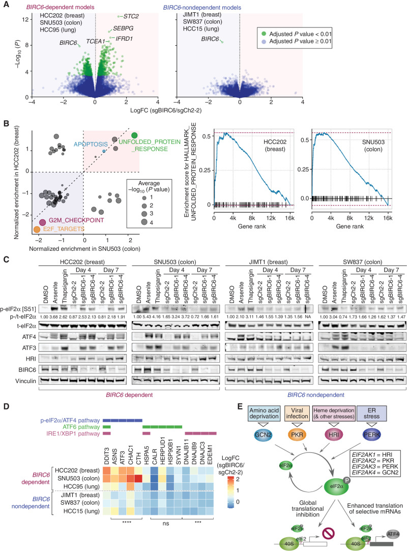 Figure 4. Selective activation of the integrated stress response (ISR) following BIRC6 depletion. A, Effects of BIRC6 depletion on gene expression. RNA samples were harvested 4 days after the transduction of either a control sgRNA (sgCh2–2) or an sgRNA targeting BIRC6 (sgBIRC6). The gene-level expression change [LFC (sgBIRC6/sgCh2–2)] and the significance of the observed change [−log10 (P)] were plotted separately for the three dependent models and the three nondependent models. Green dots represent significant changes (adjusted P value < 0.01). B, Gene-set enrichment analysis for the differentially expressed genes. The positions of the circles indicate the enrichment score for the individual hallmark gene sets, while the sizes of the circles reflect the significance of enrichment. These analyses were performed in HCC202 breast cancer cells and SNU503 colon cancer cells. C, Activation of p-eIF2ɑ/ATF4 signaling following BIRC6 depletion in the dependent cell lines. The Cas9-expressing derivatives of the indicated cells were transduced with the indicated sgRNA and their lysates were harvested 4 and 7 days later. The cell lysates were treated with arsenite (300 μmol/L, 3 hours), thapsigargin (1 μmol/L, 6 hours), or a vehicle control (DMSO). These lysates were subjected to immunoblotting for markers of the ISR, including p-eIF2S1, ATF4, and ATF3. Values represent the intensity of the p-eIF2α band relative to that of corresponding t-eIF2α band. D, Differential expression of the target genes for three different signaling arms of the UPR response, PERK-p-eIF2ɑ/ATF4 pathway, ATF6 pathway, and IRE1/XBP1 pathway. The log fold changes (LFC) in the expression levels of the individual transcriptional targets of these three signaling arms, observed in the RNA-seq experiment shown in A, are indicated. ns, P ≥ 0.05; ***, P < 0.001; ****, P < 0.0001 (dependent vs. nondependent; LFCs of the target genes that are specific only to the PERK-p-eIF2ɑ/ATF4, ATF6, or IRE1/XBP1 pathway were compared between these two groups of cell lines). E, Schematic of ISR. The four members of the EIF2AK family kinases (GCN2, PKR, HRI, and PERK) are activated by discrete types of stress stimuli. However, their activation converges on the phosphorylation of eIF2ɑ, resulting in the global shutdown of protein synthesis and selective induction of a subset of proteins including ATF4. The RNA sequencing experiment (A, B, D) was conducted once, while the experiment shown in C was conducted twice.