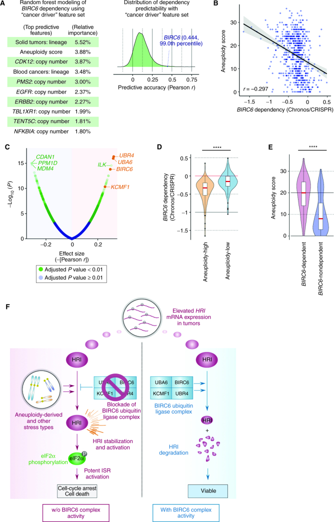 Figure 7. Enrichment of BIRC6 dependency in aneuploidy-high cancer cells. A, Random Forest modeling of BIRC6 dependency using aggregated scores for cancer-specific genetic changes (“cancer driver” feature set). The top ten most important predictive features and the relative importance of each feature are indicated (left). For all the genetic dependencies profiled in the DepMap CRISPR screen (n = 17,386), the prediction accuracy of the random forest modeling with the “cancer driver” feature set was plotted (right). B, Correlation between BIRC6 dependency and aneuploidy score across different cell line models. C, Genetic dependencies correlated with the aneuploidy score. The correlation between the aneuploidy score and genetic dependency [-(Pearson r)] and the significance of correlation were plotted. D, Comparison of BIRC6 dependency between the group of cell lines with high aneuploidy scores (aneuploidy score ≥ 25, n = 107) and the group of cell lines with low aneuploidy scores (aneuploidy score ≤ 6; n = 118). ****, P < 0.0001. E, Comparison of aneuploidy score between the group of cell lines that are most strongly dependent on BIRC6 [bottom 100 in BIRC6 Chronos score (<−0.55)] and the group of cell lines that are least dependent on BIRC6 [top 100 in BIRC6 Chronos score (>−0.091)]. ****, P < 0.0001. F, A model for the antitumor effect of inhibiting the BIRC6 complex. HRI, whose mRNA expression is elevated in the tumor cells compared with normal cells of the same tissue across many different lineages (see Supplementary Fig. S8A and S8B), is activated under a variety of cancer-associated stress conditions, including, but not limited to, the stress arising from a high degree of aneuploidy. A subset of the tumor cells that exhibit a high level of steady-state HRI kinase activity appear to exploit HRI degradation by the BIRC6 ubiquitin ligase complex as a strategy to prevent aberrant ISR activation and thus to survive. This highlights the potential of the BIRC6 complex as a therapeutic target to selectively eliminate these tumor cells.