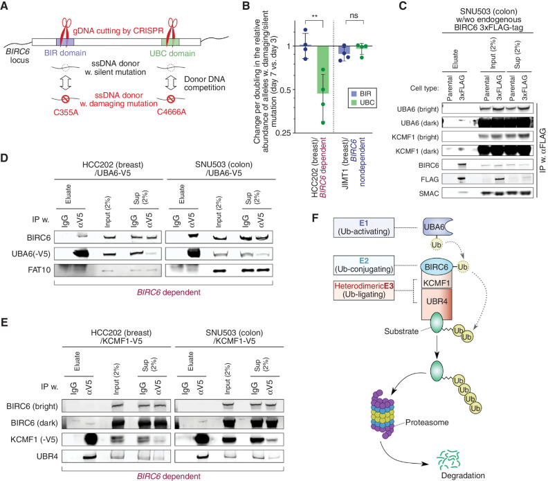 Figure 3. Biochemical demonstration of the BIRC6 complex assembly. A, Competition assay to evaluate the essentiality of each of the two functional domains of BIRC6 using a strategy to repair a CRISPR-mediated cleavage of the genomic locus corresponding to each of these domains (BIR and UBC) via homologous recombination. We show the two different donor DNAs that were introduced, one harboring a damaging mutation and the other containing a silent mutation. This assay scores the relative abundance of alleles with damaging versus silent mutations. B, Relative abundance of the damaging versus silent mutations in each of the two functional domains of BIRC6. Plotted are the change in the ratio of damaging over silent mutations at day seven after the transduction of the Cas9/crRNA ribonucleoprotein complex relative to the corresponding ratio at day three, normalized against the doubling time of the cells. Values = means ± SD (n = 4). ns, P ≥ 0.05; **, P < 0.01. C–E, Protein–protein interactions between the components of the BIRC6 module. In C, endogenously expressed BIRC6 was immunoprecipitated from the lysate of SNU503 cells that were engineered to have the 3xFLAG-tag-encoding sequence inserted at the N-terminus of BIRC6-encoding sequence. In D and E, exogenously-expressed, V5-tagged UBA6 (D) and V5-tagged KCMF1 (E) were immunoprecipitated from the lysates of HCC202 and SNU503 cells. In all these cases, eluate, crude (input) and cleared (sup) lysates were analyzed by immunoblotting. F, The BIRC6 module is composed of an E1 enzyme (UBA6), an E2 enzyme (BIRC6), and two E3 enzymes that have been shown to work cooperatively (KCMF1 and UBR4). All the experiments were performed twice, except for B, which shows the summary of four independent experiments.