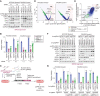 Figure 5. HRI is a critical mediator of ISR induced by the inactivation of the BIRC6 complex. A and B, Blockade of BIRC6-depletion-induced ISR activation and loss of viability by ISRIB, an ISR inhibitor. HCC202-Cas9 and SNU503-Cas9 cells were transduced with the indicated sgRNA and maintained in either vehicle- or ISRIB-containing medium. In A, lysates were harvested four days later and subjected to immunoblotting. In B, cell viability was scored with an ATP-based viability assay seven days later. Positive controls include sgRNAs targeting two common essential genes (POLR2D, SF3B1). ns, P ≥ 0.05; *, P < 0.05; **, P < 0.01; ****, P < 0.0001 (vs. corresponding ISRIB [-] sample). C, Schematic of the genome-scale screen to identify enhancers and suppressors of BIRC6 dependency. HCC202-Cas9 and SNU503-Cas9 cells were engineered to express an shRNA targeting BIRC6 in a doxycycline (DOX)-inducible manner. These cells were subsequently transduced with a genome-scale sgRNA library (Brunello) and subjected to doxycycline treatment starting seven days after the library transduction. Cells were harvested after seven days of doxycycline treatment and the relative abundance of individual sgRNAs in the genome of these cells was analyzed. D and E, Identification of genes whose knockout rescue or enhance the viability effect of BIRC6 knockdown. The significance of the change in sgRNA abundance between the genomic DNA (gDNA) of DOX-treated cells and the plasmid DNA (pDNA) of the library was scored using the hypergeometric distribution method and aggregated to the gene level and plotted together with the average log fold change [LFC (post-DOX sgDNA/pDNA)] of the sgRNAs against the respective gene. HRI was among the strongest hits in both cell lines screened (HCC202 and SNU503; D). Correlation of the screen results between the two dependent cell lines is also plotted (E). The four genes that comprise the EIF2AK family of kinases are indicated by orange dots, while the genes with statistically significant (adjusted P value < 0.01) depletion/enrichment of corresponding sgRNAs were indicated by the green dots (In E, only genes with significant depletion/enrichment in both cells lines were indicated by the green dots). F, Blockade of BIRC6 depletion–induced ISR activation by the concomitant knockout of HRI. HCC202-Cas9 and SNU503-Cas9 cells were engineered to express either an sgRNA against HRI or PERK or a control sgRNA (sgCh2–2). These cells were subsequently transduced with a control sgRNA (sgAAVS1) or an sgRNA targeting BIRC6 and 4 days later, their lysates were harvested and analyzed. G, Rescue of the viability effect of BIRC6 knockout by the concomitant knockout of HRI. The cells expressing sgCh2–2, sgHRI or sgPERK, used in F, were transduced with sgAAVS1 (negative control gene), an sgRNA against positive control genes, or an sgRNA against BIRC6, and their viability was scored seven days later. ns, P ≥ 0.05; *, P < 0.05; **, P < 0.01; ****, P < 0.0001 (vs. corresponding sgCh2–2 sample). In A and F, values represent the intensity of the p-eIF2α band relative to that of the corresponding t-eIF2α band. In B and G, values = means ± SD [n = 3 (sgCh2–2 (B), sgAAVS1 (G)), 6 (positive ctrl, sgBIRC6)]. All the experiments were performed twice, except for the genome-scale modifier screen (D and E), which was conducted once.