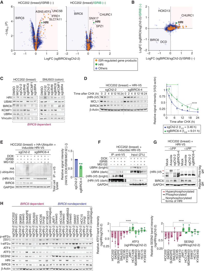 Figure 6. Ubiquitination and stability of HRI are governed by the BIRC6 complex. A, Proteomic changes following BIRC6 depletion in the presence and absence of ISRIB. HCC202-Cas9 cells were transduced with either a control sgRNA (sgCh2–2) or an sgRNA targeting BIRC6 (sgBIRC6–4). Four days later, cells were harvested and subjected to LC/MS-MS. The magnitude [LFC (sgBIRC6/sgCh2–2)] and significance [−log10 (P)] of the difference in protein expression between the control and BIRC6 knockout samples were plotted. Here and in B, the products of the genes that are transcriptionally regulated by ISR are indicated by the orange dots, while HRI is indicated by the green dot. B, Comparison of the BIRC6-depletion-induced proteomic changes in the presence and absence of ISRIB treatment. C, Elevated expression of HRI protein after depleting individual components of the BIRC6 complex. HCC202-Cas9 and SNU503-Cas9 cells were transduced with the indicated sgRNA, and their lysates were harvested 4 days later. Lysates of the cells treated with MG-132 (10 μmol/L) or a vehicle control for 6 hours were also analyzed by immunoblotting. D, Stabilization of HRI following BIRC6 depletion. HCC202-Cas9 cells, transduced with either sgCh2–2 or sgBIRC6–4, were transiently transfected with a plasmid expressing V5-tagged HRI (HRI-V5). These cells were subsequently treated with cycloheximide (CHX, 50 μg/mL) and harvested at the indicated time points. Changes in the relative intensity between V5 and β-actin signals were plotted (right). Values = means ± SEM (n = 4). ****,P < 0.0001. E, Reduced HRI ubiquitination following BIRC6 depletion. HCC202-Cas9 cells that constitutively express HA-tagged ubiquitin (HA-ubiquitin) were further engineered to express HRI-V5 in a doxycycline-inducible manner and then transduced with sgCh2–2 or sgBIRC6–4. These cells were subsequently treated with doxycycline (1 μg/mL, 48 hours), ISRIB (1 μmol/L, 48 hours), and/or MG-132 (10 μmol/L, 6 hours) and their lysates were immunoprecipitated with anti-V5 followed by immunoblotting. The ubiquitin chains attached to HRI-V5 were clearly detected in the control (sgCh2–2) sample treated with all the three reagents (DOX, ISRIB, MG-132), but was less clear in the BIRC6 KO (sgBIRC6–4) sample. The relative intensity between HA(-ubiquitin) and (HRI-)V5 signals for the samples cotreated with doxycycline, ISRIB, and MG-132 was plotted (right). Values = means ± SD (n = 5). F, A physical interaction between UBR4 and HRI. HCC202-Cas9 cells were engineered to express HRI-V5 in a doxycycline-inducible manner. Following treatment with doxycycline (1 μg/mL, 48 hours), ISRIB (1 μmol/L, 48 hours), and/or MG-132 (10 μmol/L, 6 hours), cells were harvested, and the lysates were subjected to anti-V5 immunoprecipitation and analysis by immunoblotting. G, Analysis of HRI phosphorylation status using a Phos-tag gel. HCC202-Cas9 cells, transduced with either sgCh2–2 or sgBIRC6–4, were transiently transfected with a plasmid expressing HRI-V5. HCC202-Cas9 cells without sgRNA transduction were also transfected with an HRI-V5—expressing plasmid and subsequently treated with either arsenite (300 μmol/L, 3 hours) or vehicle control (mock). Lysates of these cells were either treated with lambda phosphatase (+λPP) or left untreated (+λPP) and analyzed by immunoblotting using a Phos-tag gel and a standard protein (regular) gel. The knockout of BIRC6 resulted in the upregulation of phosphorylated and nonphosphorylated forms of HRI. H, Changes in expression of ISR markers upon HRI depletion. The Cas9-expressing derivatives of the indicated cells were transduced with either an sgRNA against HRI or a control sgRNA (sgCh2–2). Four days later, their lysates were harvested and analyzed for the expression levels of various ISR marker proteins. Relative intensity of the ATF3 and SESN2 bands, both of which were normalized to the intensity of the corresponding β-actin band, between sgCh2–2 and sgHRI samples were plotted. Values = means ± SD (n = 3). ****,P < 0.0001 (dependent vs. nondependent). All the experiments were performed twice, except for the proteomics experiment (A and B; conducted once), cycloheximide-chase assay (D; summary of four independent experiments is presented), and HRI ubiquitination assay (E; summary of five independent experiments is presented).