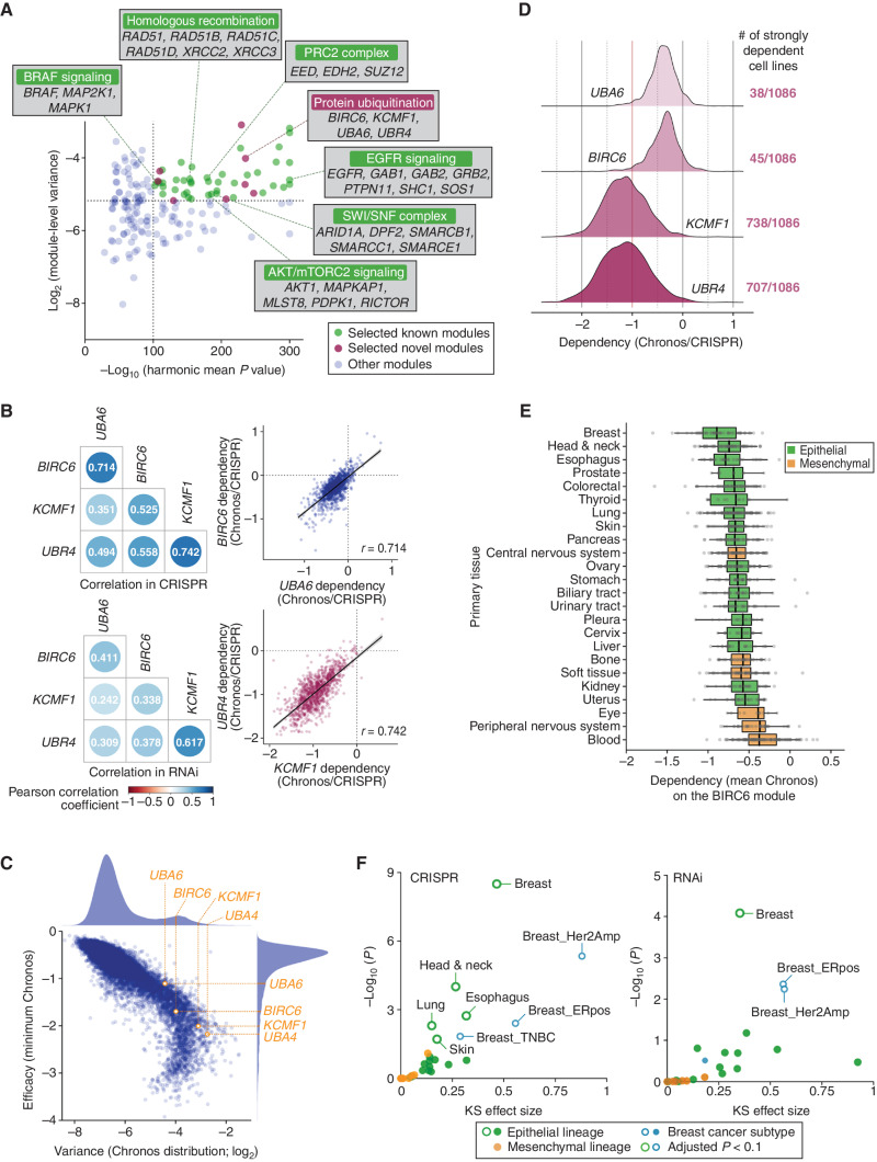 Figure 1. Cell type-specific role of the UBA6/BIRC6/KCMF1/UBR4 module revealed by the coessentiality analysis. A, Based on the significance of correlation and the variance of essentiality, we selected 50 top coessential gene modules, which included 42 modules for which the functional interactions of the constituent genes have already been reported (green dots) and eight modules that contain previously unassociated gene pair(s) (pink dots). B, Correlation of the essentiality of the four genes that comprise the BIRC6 module (UBA6, BIRC6, KCMF1 and UBR4). The Pearson correlation coefficients between the dependency profiles of the indicated gene pairs in both CRISPR (top) and RNAi (bottom) datasets (left) are shown. The correlations between UBA6 and BIRC6 (r = 0.714) as well as KCMF1 and UBR4 (r = 0.742) in the CRISPR dataset are also shown individually in the scatter plots (right). C, All these genes exhibited dependency profiles with both high variance (> 89th percentile among all genes) and strong efficacy (> 83rd percentile of all genes), the latter being defined by the minimum dependency score (Chronos) across all cell lines. D, The dependency profiles of the four genes constituting the BIRC6 module. UBA6 and BIRC6 were strongly essential (> 90% probability of dependency) in a small subset of cell lines, while KCMF1 and UBR4 were strongly essential in the majority (> 65%) of cell line models. E, Dependency on the BIRC6 module per tissue type. The mean Chronos (mChronos) scores of the four genes comprising the BIRC6 module were plotted per tissue type. The dependency on this module is enriched in epithelial tissue–derived cancer cells. F, Significance of the lineage/subtype enrichment of the BIRC6 module gene dependencies in the CRISPR and RNAi screens. The distribution of mChronos or mean DEMETER2 scores in the individual lineages/subtypes was compared with the corresponding distribution in all the other cell lines within the dataset. The effect size and significance, determined by the two-sample Kolmogorov–Smirnov test, were plotted.