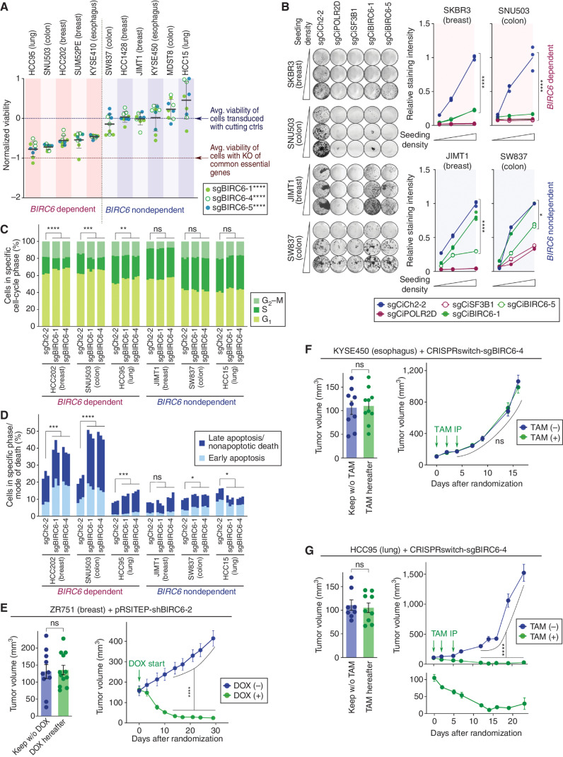 Figure 2. Validation of BIRC6 dependency in vitro and in vivo. A, Consequences of CRISPR-mediated BIRC6 knockout on cell viability. Five putatively dependent cells and six putatively nondependent cells [as defined by Chronos score (see Methods)], all of which constitutively express Cas9, were analyzed using an ATP-based assay seven days after transducing a sgRNA against BIRC6 (three different sgRNA sequences were tested). Viability scores relative to the average viability of cells transduced with cutting control sgRNAs and the average viability of cells with knockout of common essential genes are shown. Values = means ± SD (n = 9). ****, P < 0.0001 (dependent vs. nondependent; for each guide). B, Consequences of CRISPRi-mediated BIRC6 knockdown on long-term cell fitness. Clonogenic growth of the cells was evaluated 14 days after the transduction of an all-in-one CRISPRi construct targeting the indicated gene. Two sgRNA sequences against BIRC6 were tested. Presented are the representative images of cells with crystal-violet staining (left) and the mean staining intensities per sample (n = 3, right). *, P < 0.05; ****, P < 0.0001 (sgCiCh2–2 vs. sgCiBIRC6). C and D, Cell cycle (C) and cell death (D) analysis following BIRC6 knockout. Cas9-expressing derivatives of indicated cells were transduced with a cutting control sgRNA (sgCh2–2) or an sgRNA targeting BIRC6 (sgBIRC6–1, sgBIRC6–4). Cells were harvested four (C) or seven days (D) later, stained and analyzed by flow cytometry. In C, the proportion of cells in the S phase was reduced upon BIRC6 knockout in the three dependent models, but not in the three nondependent models. In D, the proportion of dead cells (Late Apoptosis + Nonapoptotic Death + Early Apoptosis) was increased following the knockout of BIRC6 in all of the three dependent cell lines, but only in one of the three nondependent cell lines. Ns, P ≥ 0.05; *, P < 0.05; **, P < 0.01; ***, P < 0.001; ****, P < 0.0001 (n = 3). E–G, In vivo validation of the BIRC6 dependency. In E, ZR751 breast cancer cells expressing a doxycycline (DOX)-inducible shRNA against BIRC6 (shBIRC6–2) were implanted into the mammary fat pads of NRG (NOD-Rag1−/− IL12rg−/−) mice. Following tumor formation, some of these mice were treated with doxycycline, while others were left untreated. In F and G, KYSE450 esophagus cancer cells (F) and HCC95 lung cancer cells (G), both of which were engineered to express an sgRNA against BIRC6 in a tamoxifen (TAM)-inducible fashion, were implanted subcutaneously into the NSG (NOD-scid Il2rg−/−) mice. Following tumor formation, some mice were injected with TAM, while others were treated with a vehicle control. In both cases, the tumor growth is plotted to compare the two different groups of mice. Data are represented as means ± SEM [n = 8 (Keep w/o TAM group, G), 9 (Keep w/o TAM and TAM(-) groups, F; TAM hereafter group, G), 10 (Keep w/o DOX and DOX(-) groups, E; TAM hereafter and TAM (+) groups, F; TAM(-) and TAM(+) groups, G), 12 (DOX hereafter and DOX (+) groups, E)]. ns, P ≥ 0.05; **, P < 0.01; ***, P < 0.001; ****, P < 0.0001 (for each of the last five time points for the tumor growth curves). All the experiments were performed twice, except for E—G, which were conducted once.