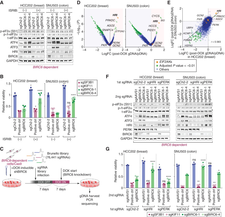 Figure 5. HRI is a critical mediator of ISR induced by the inactivation of the BIRC6 complex. A and B, Blockade of BIRC6-depletion-induced ISR activation and loss of viability by ISRIB, an ISR inhibitor. HCC202-Cas9 and SNU503-Cas9 cells were transduced with the indicated sgRNA and maintained in either vehicle- or ISRIB-containing medium. In A, lysates were harvested four days later and subjected to immunoblotting. In B, cell viability was scored with an ATP-based viability assay seven days later. Positive controls include sgRNAs targeting two common essential genes (POLR2D, SF3B1). ns, P ≥ 0.05; *, P < 0.05; **, P < 0.01; ****, P < 0.0001 (vs. corresponding ISRIB [-] sample). C, Schematic of the genome-scale screen to identify enhancers and suppressors of BIRC6 dependency. HCC202-Cas9 and SNU503-Cas9 cells were engineered to express an shRNA targeting BIRC6 in a doxycycline (DOX)-inducible manner. These cells were subsequently transduced with a genome-scale sgRNA library (Brunello) and subjected to doxycycline treatment starting seven days after the library transduction. Cells were harvested after seven days of doxycycline treatment and the relative abundance of individual sgRNAs in the genome of these cells was analyzed. D and E, Identification of genes whose knockout rescue or enhance the viability effect of BIRC6 knockdown. The significance of the change in sgRNA abundance between the genomic DNA (gDNA) of DOX-treated cells and the plasmid DNA (pDNA) of the library was scored using the hypergeometric distribution method and aggregated to the gene level and plotted together with the average log fold change [LFC (post-DOX sgDNA/pDNA)] of the sgRNAs against the respective gene. HRI was among the strongest hits in both cell lines screened (HCC202 and SNU503; D). Correlation of the screen results between the two dependent cell lines is also plotted (E). The four genes that comprise the EIF2AK family of kinases are indicated by orange dots, while the genes with statistically significant (adjusted P value < 0.01) depletion/enrichment of corresponding sgRNAs were indicated by the green dots (In E, only genes with significant depletion/enrichment in both cells lines were indicated by the green dots). F, Blockade of BIRC6 depletion–induced ISR activation by the concomitant knockout of HRI. HCC202-Cas9 and SNU503-Cas9 cells were engineered to express either an sgRNA against HRI or PERK or a control sgRNA (sgCh2–2). These cells were subsequently transduced with a control sgRNA (sgAAVS1) or an sgRNA targeting BIRC6 and 4 days later, their lysates were harvested and analyzed. G, Rescue of the viability effect of BIRC6 knockout by the concomitant knockout of HRI. The cells expressing sgCh2–2, sgHRI or sgPERK, used in F, were transduced with sgAAVS1 (negative control gene), an sgRNA against positive control genes, or an sgRNA against BIRC6, and their viability was scored seven days later. ns, P ≥ 0.05; *, P < 0.05; **, P < 0.01; ****, P < 0.0001 (vs. corresponding sgCh2–2 sample). In A and F, values represent the intensity of the p-eIF2α band relative to that of the corresponding t-eIF2α band. In B and G, values = means ± SD [n = 3 (sgCh2–2 (B), sgAAVS1 (G)), 6 (positive ctrl, sgBIRC6)]. All the experiments were performed twice, except for the genome-scale modifier screen (D and E), which was conducted once.