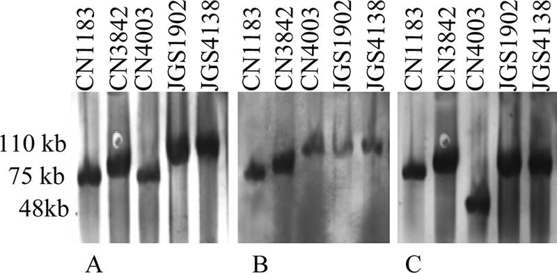 FIG. 1.