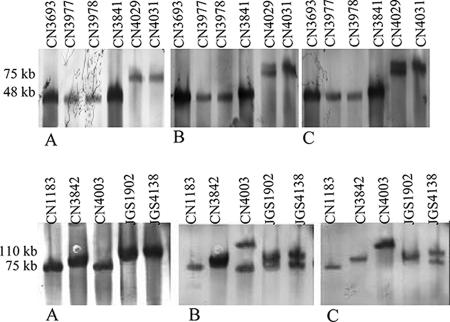 FIG. 3.