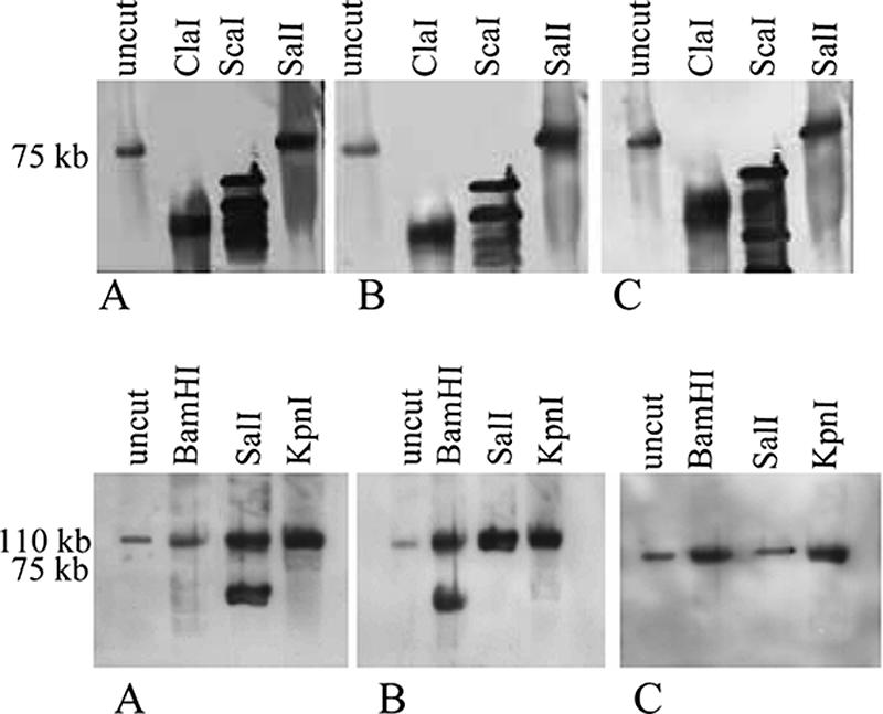 FIG. 2.