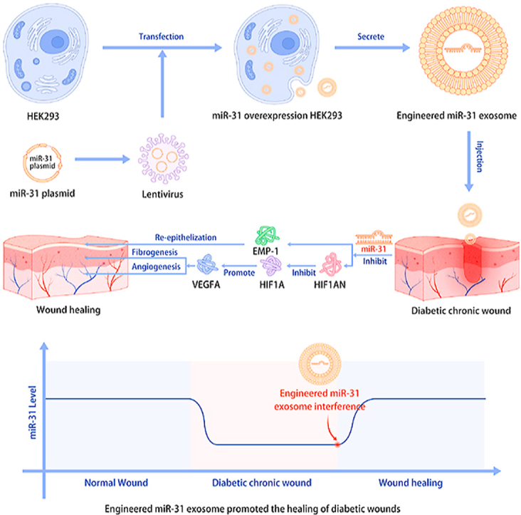 Development of a novel RNAi therapy: Engineered miR-31 exosomes ...