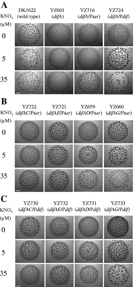 FIG. 2.