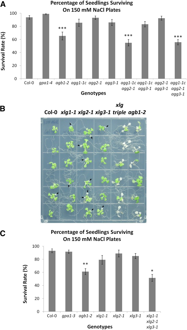 Figure 11.