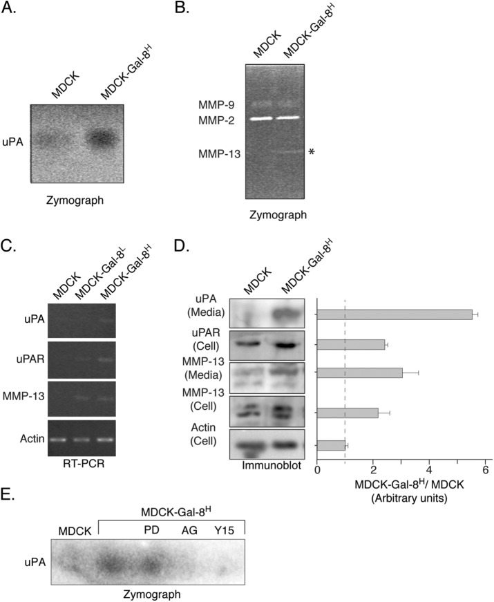 FIGURE 5: