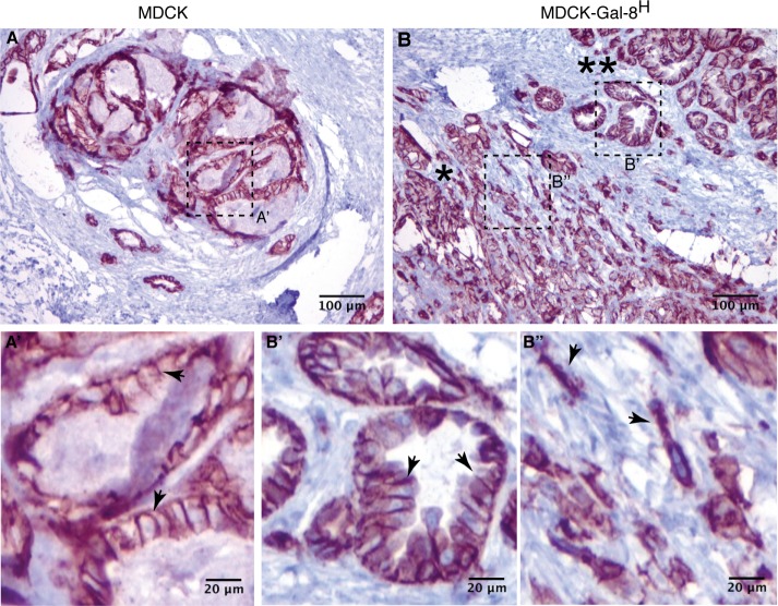 FIGURE 11: