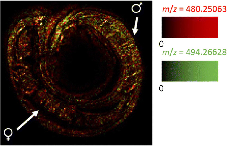 Fig. 8