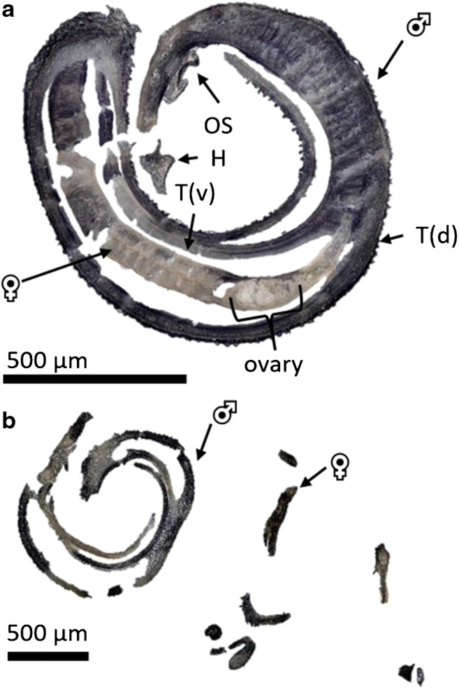 Fig. 3