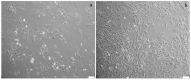 Figure 1 -