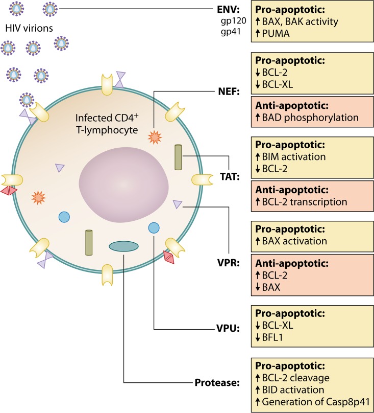 FIG 3