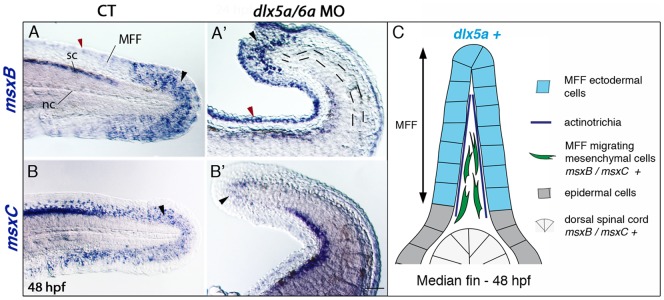 Figure 6