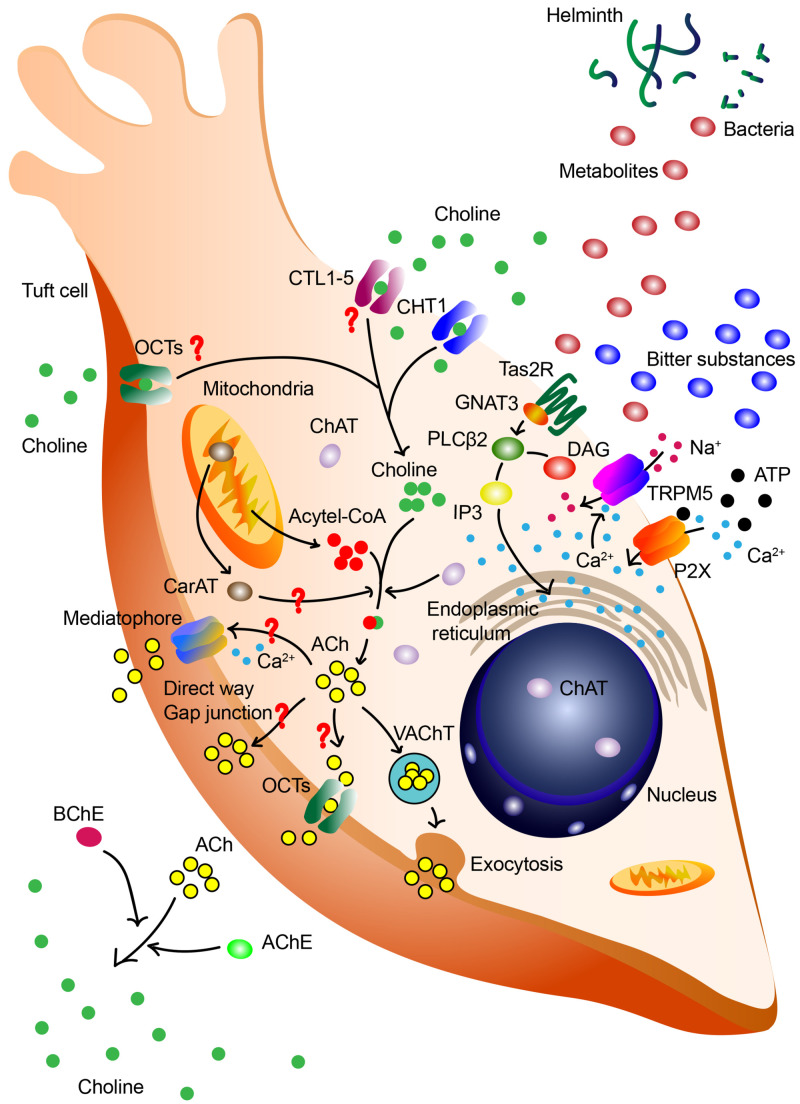 FIGURE 1