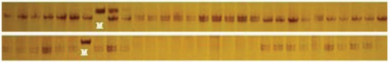 Fig. (1)