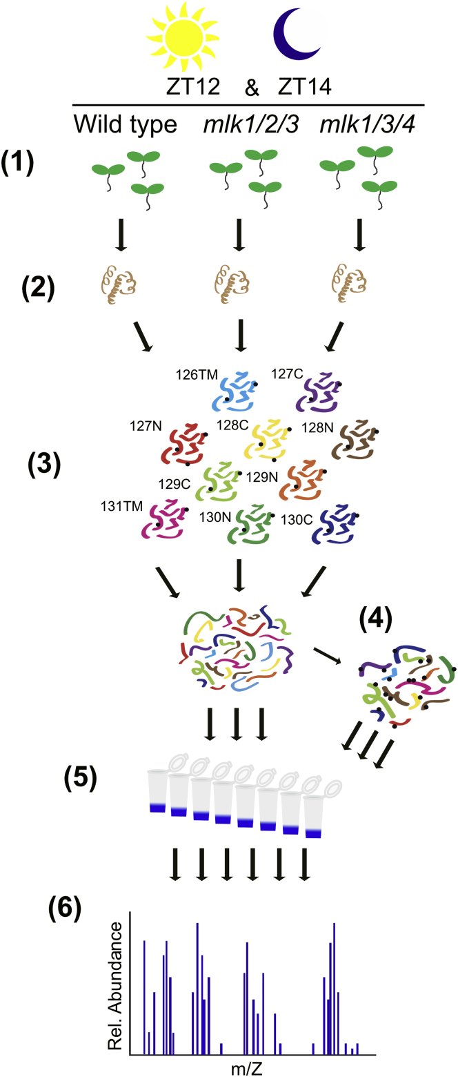 Fig. 1