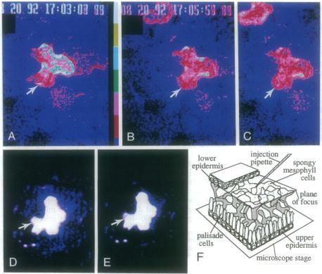 graphic file with name pnas01126-0248-a.jpg