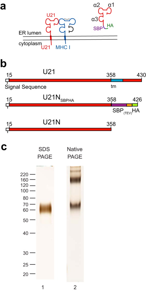 FIG 1