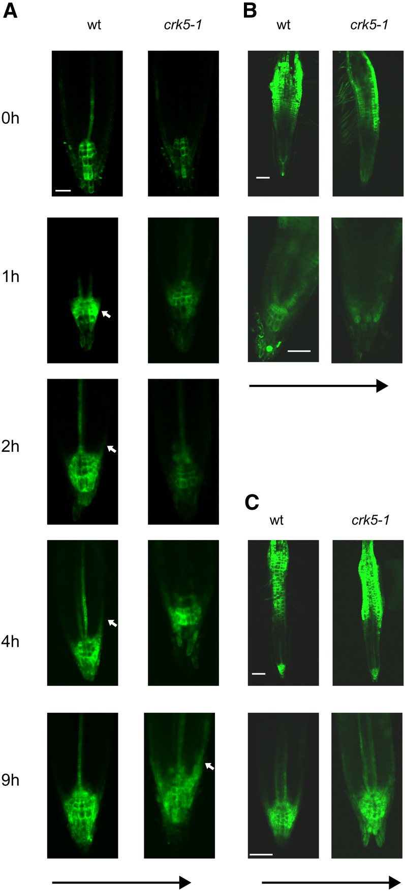 Figure 5.