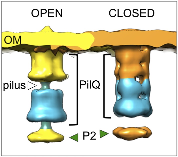 Figure 5—figure supplement 1.