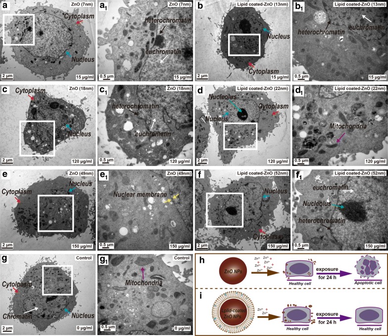 Fig. 11