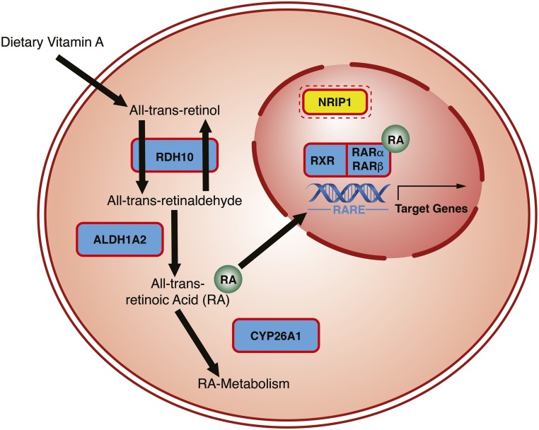 Figure 3.