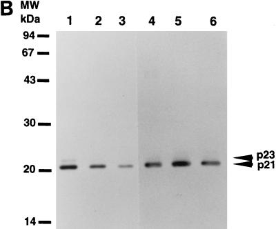 FIG. 5