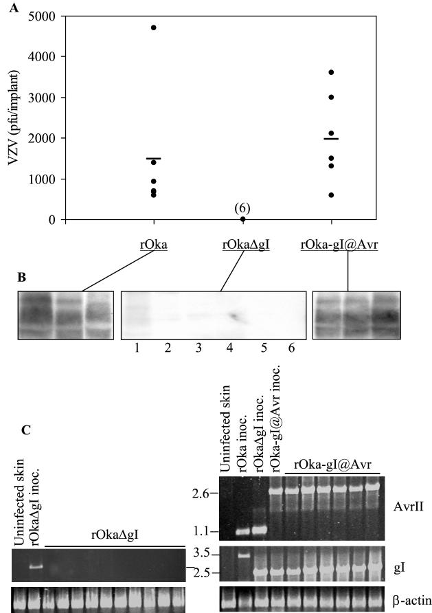 FIG. 2.