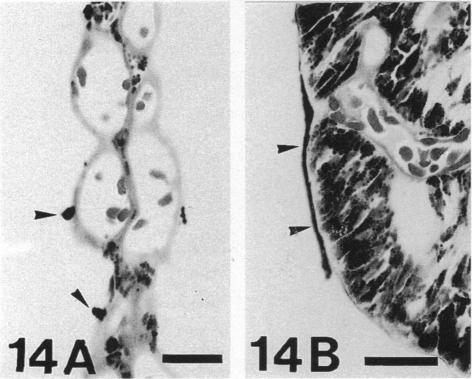 Fig. 14