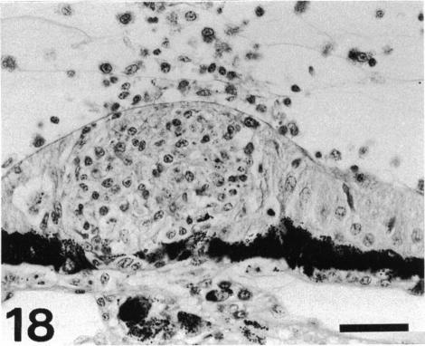 Fig. 18