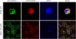 Figure 3