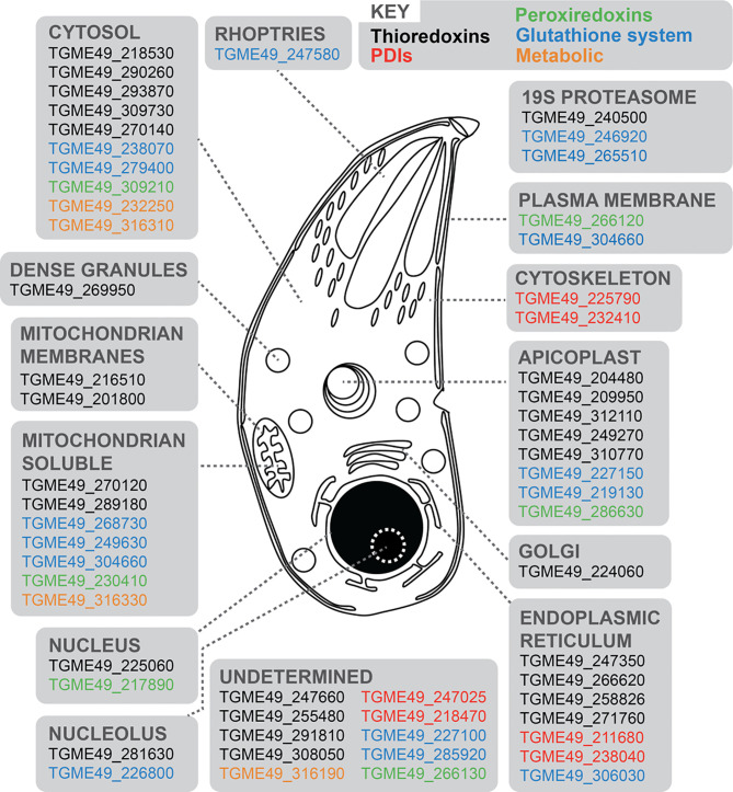 Figure 1